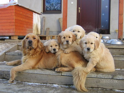 zlaty_retriever_29498207_1_F
